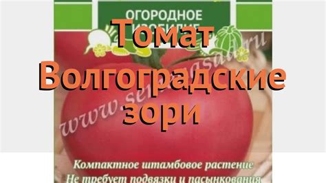 Томат обыкновенный Волгоградские зори 🌿 обзор: как сажать, семена ...