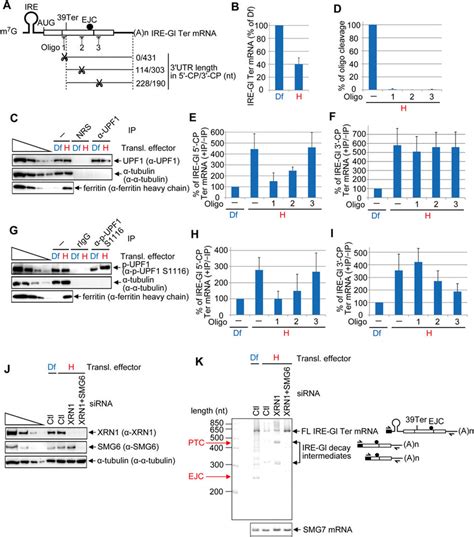 Dna Oligo Directed Rnase H Cleavage Maps P Upf Binding To Nmd Target