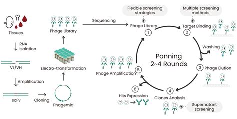 Recombinant Antibody Production In Drug Discovery Drug Discovery And Development