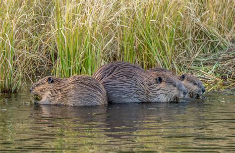 Beaver Family Photograph by Randy Straka - Fine Art America