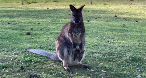 В Ростовском зоопарке появился на свет малыш кенгуру | Журнал Кто Главный