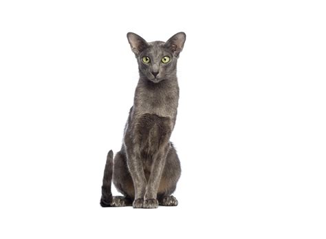 Oriental Shorthair Cat Breed - Characteristics, Behavior, Care and Health