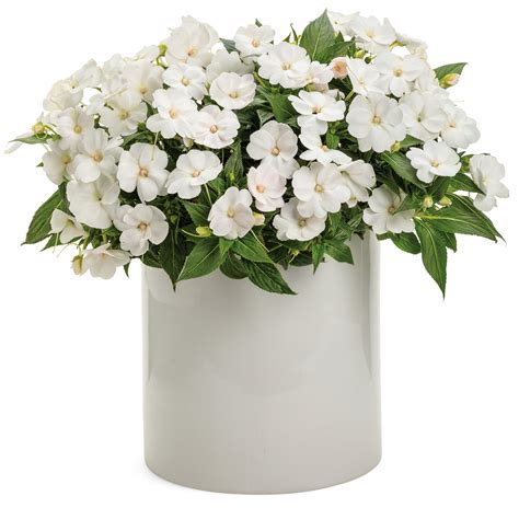 Impatiens | Proven Selections® SunPatiens® Compact Classic White