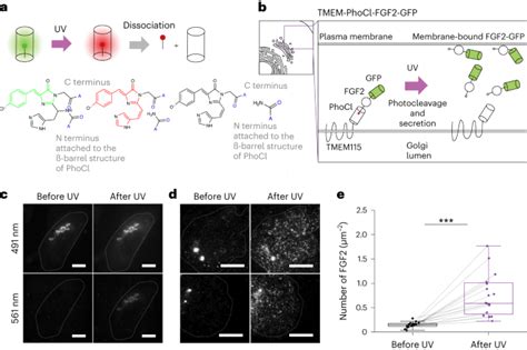 An Optogenetic Method For The Controlled Release Of Single Molecules