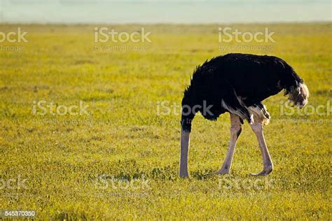 Scared Ostrich Stock Photo Download Image Now Ostrich Humor