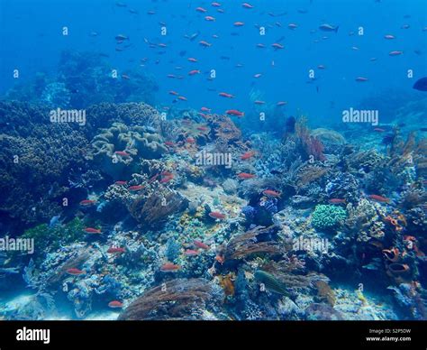 Bikini Bottom Hi Res Stock Photography And Images Alamy