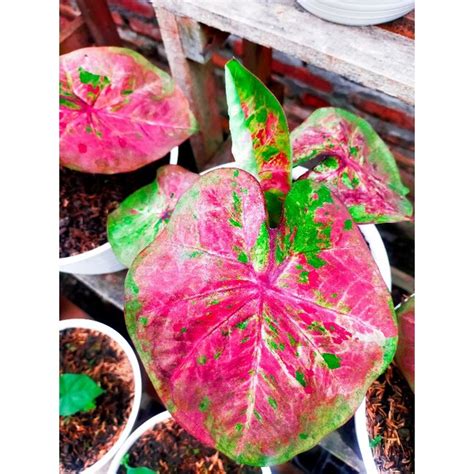 jual bunga caladium keladi hias hybrid  shopee indonesia