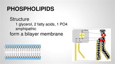 BIOCHEMISTRY AP BIOLOGY ppt download 