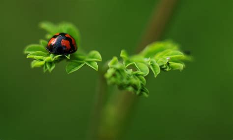 Close-up Photo of Grass · Free Stock Photo