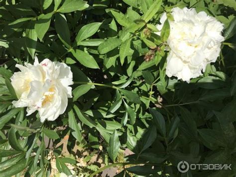 Отзыв о Корневище пиона Поиск "Фестива Максима" | Необыкновенная ...