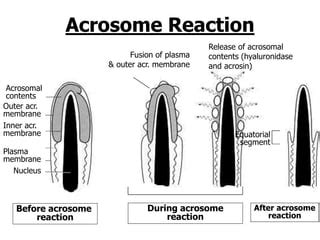ther  sperm transport fertilization cleavage