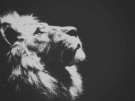 drawing, white, black, illustration, monochrome, photography, lion ...