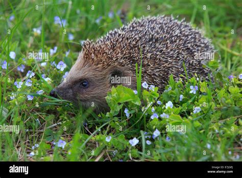 Flower Flowers Common Hedgehog Erinaceus Europaeus European