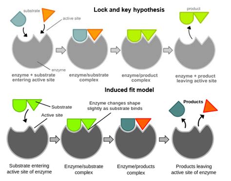 Biological Catalysts Enzymes A Level Biology Revision Notes