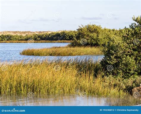 Marsh In Anastasia State Park In St Augustine Florida Right At Golden