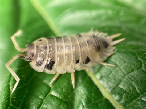 Rolly Polly Bug Life Cycle