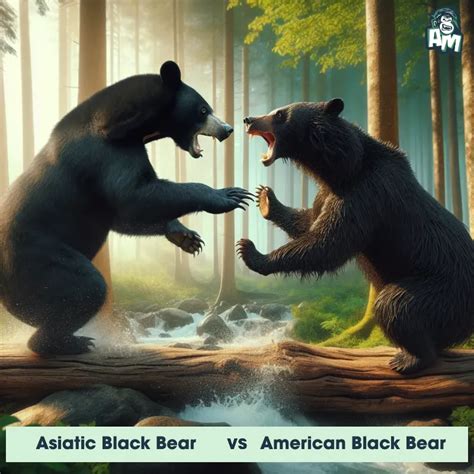 Asiatic Black Bear Predator Prey Interactions Fights And Aggressive