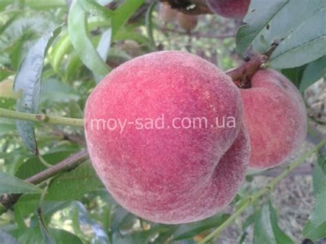 Купить саженцы персик Парацельс - Макси Сад