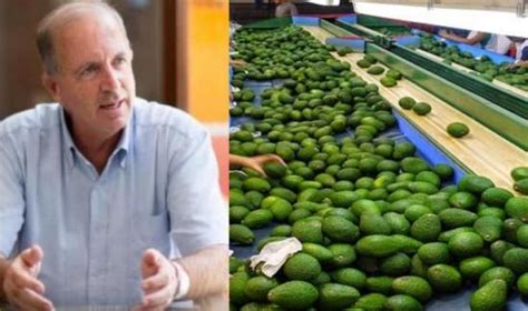 Exportaciones Peruanas De Palta Crecen En Volumen En El Primer