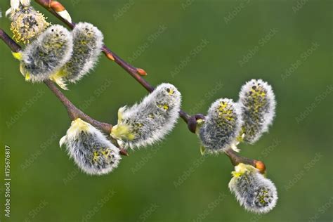 Pussy Willows Salix Caprea Pendula Variety Aka Goat Willow Or Great Sallow Stock Photo