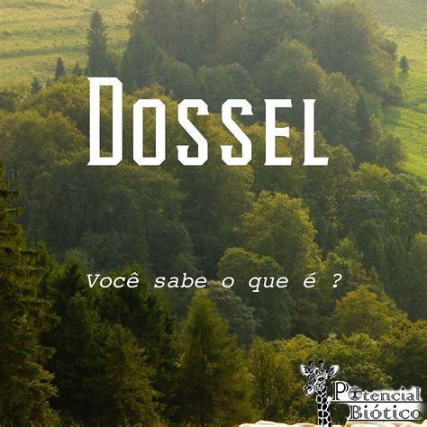 O Que Significa Dossel - Você sabe o que é dossel? | potencialbiotico