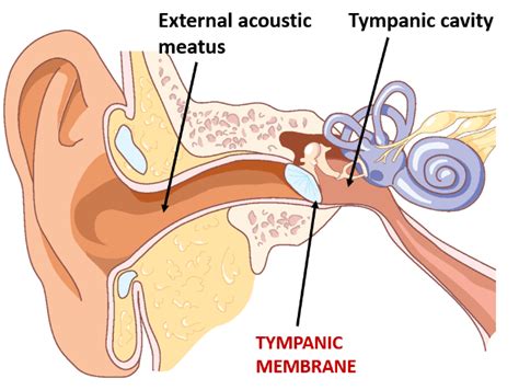 Tympanic Membrane Layers