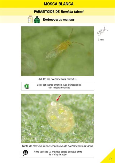 Guía Ilustrada De Plagas Y Enemigos Naturales En Invernaderos Pdf