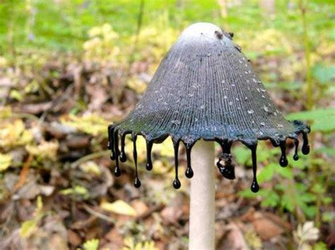 Inky Cap Mushroom (Coprinopsis atramentaria)