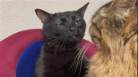 ¿ha Visto Este Gato Revelan El Origen Del Meme De Gato Negro Viral En Tiktok El País