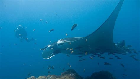 foto pari terbesar  dunia   laut indonesia