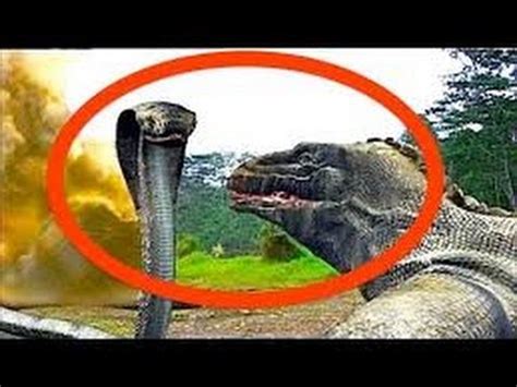 Komodo Dragon Attacks Komodo Dragon vs King Cobra Komodo Dragon