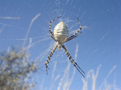 Garden Orb Weaver Texas | Fasci Garden