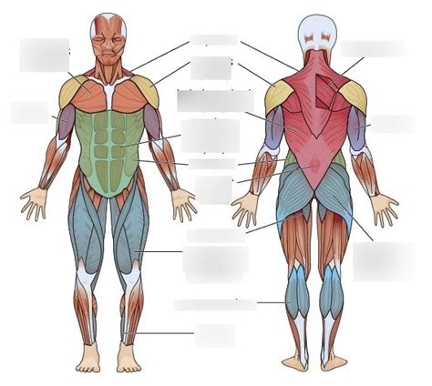 Basic Muscle Groups Diagram | Quizlet