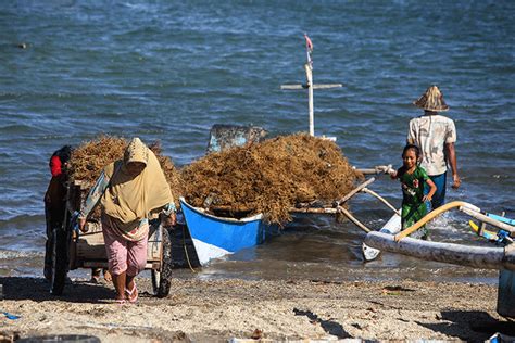 Melihat Panen Rumput Laut Di Perairan Bantaeng Sulawesi Selatan