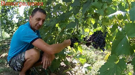 Виноград Краса Балок 2019г - YouTube