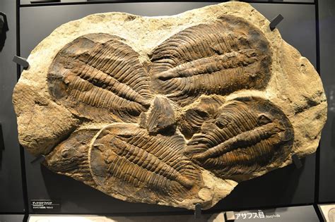 Different Types Of Trilobites Identifying Trilobite Fossils Rock