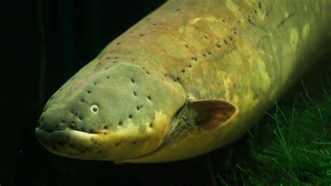 Biologist Subjects Himself to an Electric Eel Attack for Science