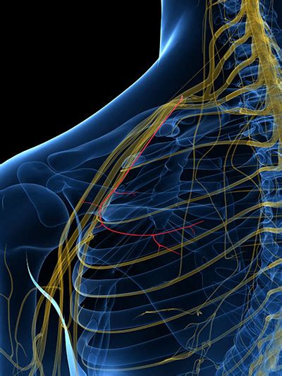 Nervus Suprascapularis Aufbau Funktion Krankheiten MedLexi De