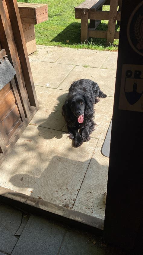 Today’s workout partner! : r/kettlebell