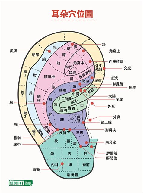 耳穴竟如此神奇！這樣按耳朵提升免疫力、減肥 | 按摩 | 新陳代謝 | 穴道 | 大紀元