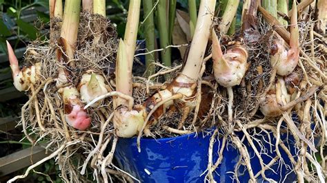 Growing Galangal In Pot How To Grow Galangal Plant From Cutting