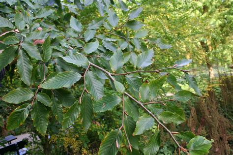 Fagus Grandifolia Trees And Shrubs Online
