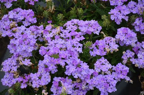 Firehouse Lavender Verbena (Verbena 'Balfirelav') in Orange County, CA ...