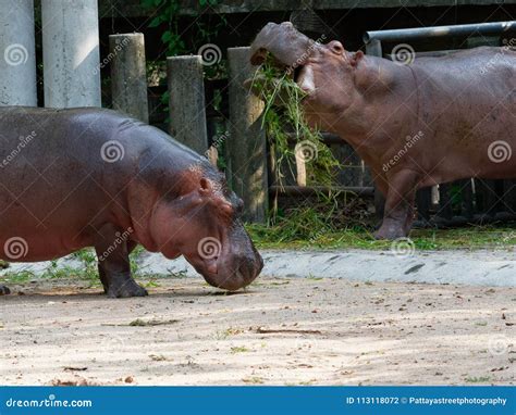 O Que Hipopotamo Come - Hipopótamo O Hipopótamo Que Come La Hierba Verde En Un Parque Zoológico ...