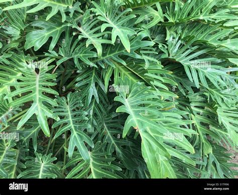 Lush Green Tropical Leaves Stock Photo Alamy