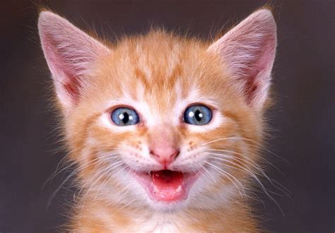 Goldish Cat Smiles Wallpapers HD / Desktop and Mobile Backgrounds