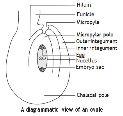 Solved Starting From The Innermost Part The Correct Sequence Of Parts