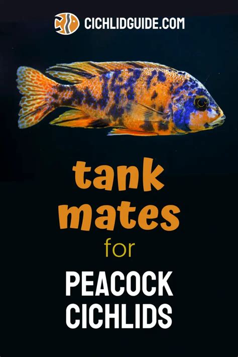 Peacock Cichlid Tank Mates - Cichlid Guide