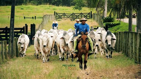 Institucional Eao Agropecu Ria Pecuaria Em Foco