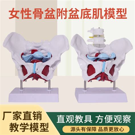 Teaching Simulation Pelvic Floor Muscle Female Pelvis And Uterine Model